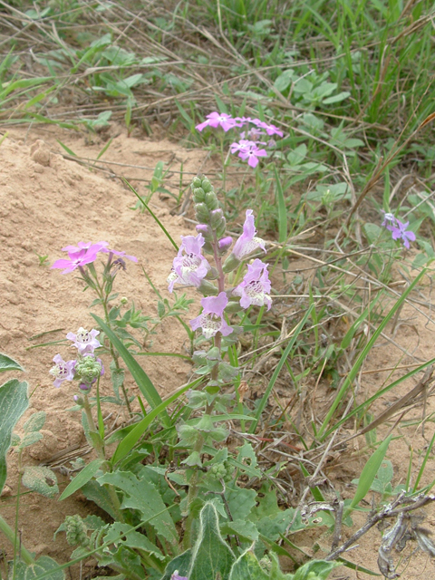 Brazoria arenaria (Sand brazos-mint) #20946