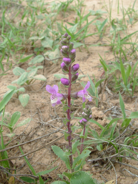 Brazoria arenaria (Sand brazos-mint) #20947