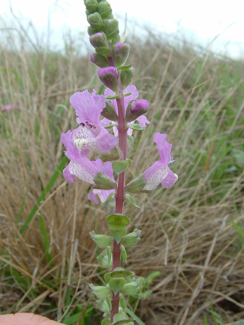 Brazoria arenaria (Sand brazos-mint) #20952