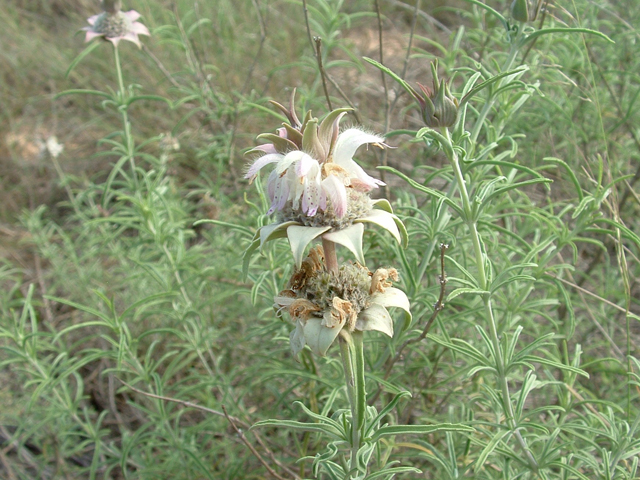 Monarda fruticulosa (Shrubby beebalm) #20958