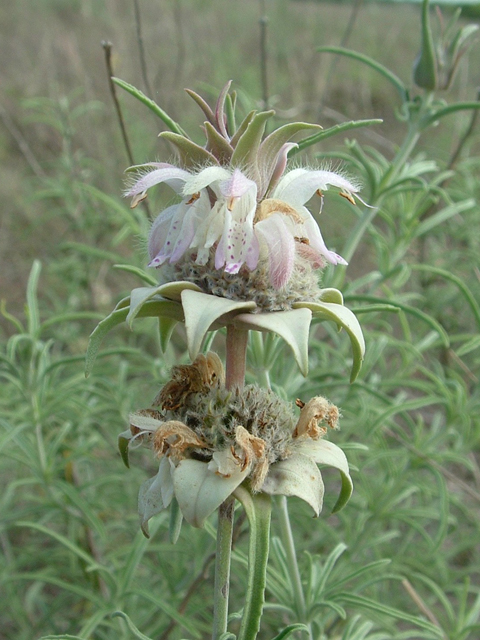 Monarda fruticulosa (Shrubby beebalm) #20959