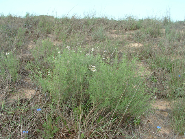 Monarda fruticulosa (Shrubby beebalm) #20955