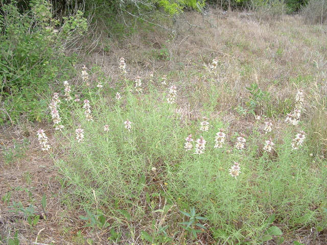 Monarda fruticulosa (Shrubby beebalm) #20956