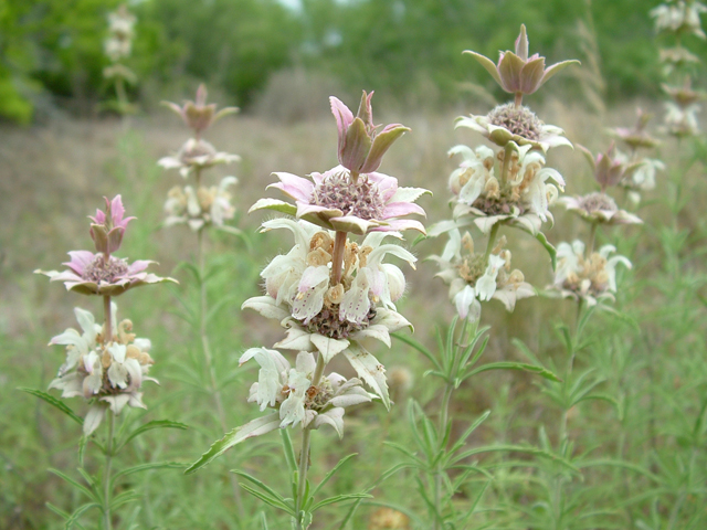 Monarda fruticulosa (Shrubby beebalm) #20957