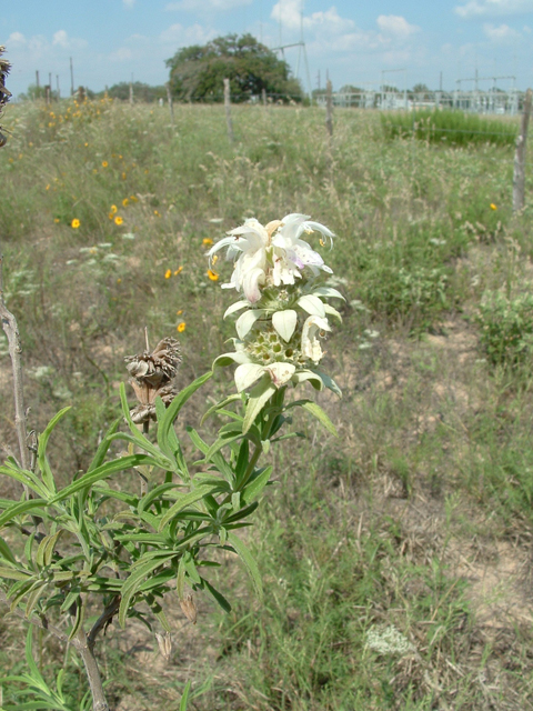 Monarda viridissima (Green beebalm) #20961