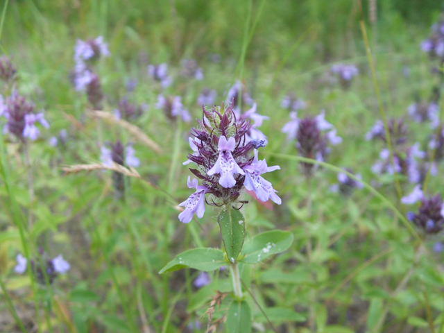 Rhododon ciliatus (Texas sandmint) #20964