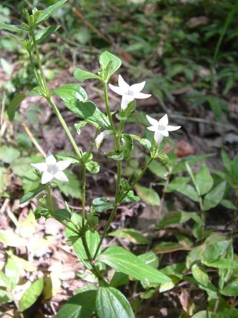 Spigelia texana (Texas pinkroot) #20981