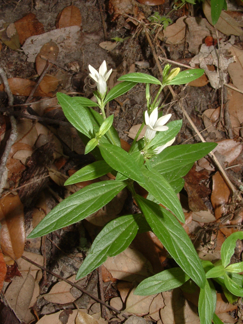 Spigelia texana (Texas pinkroot) #20980