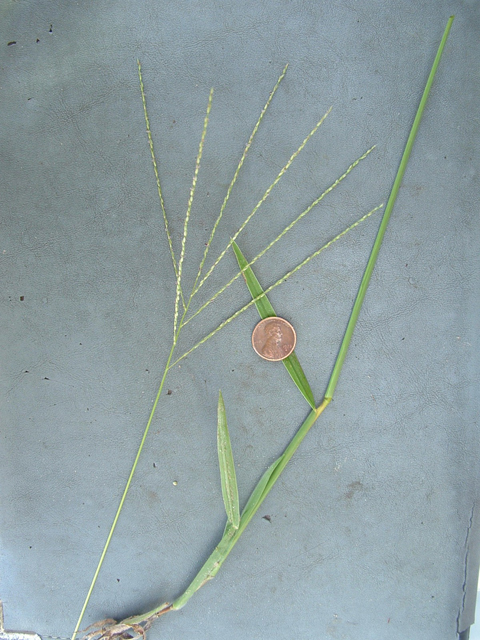 Digitaria texana (Texas crabgrass) #20999