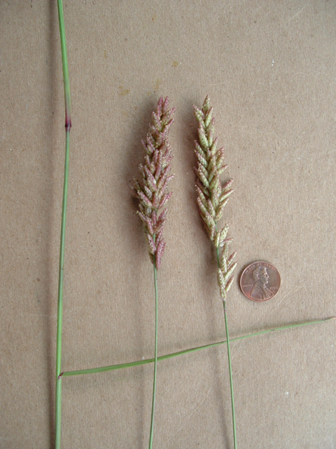 Tridens congestus (Pink fluffgrass) #21002