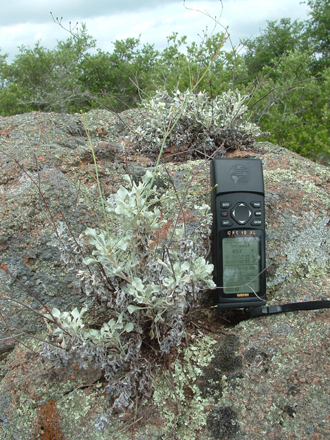 Eriogonum tenellum var. ramosissimum (Tall buckwheat) #21011