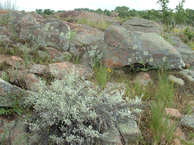 Eriogonum tenellum var. ramosissimum (Tall buckwheat) #21013