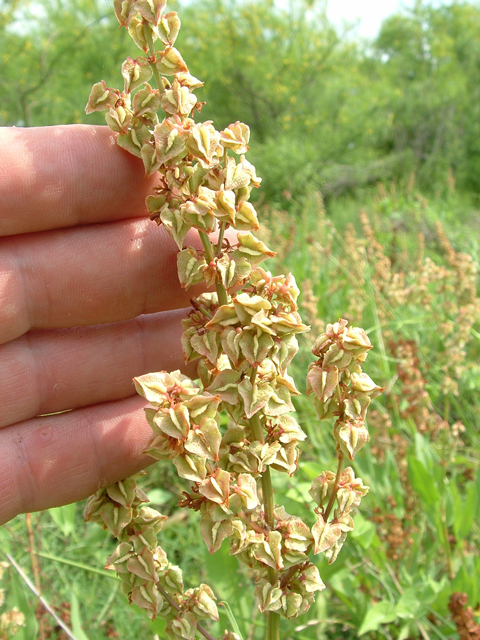 Rumex spiralis (Winged dock) #21017