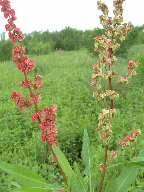 Rumex spiralis (Winged dock) #21018