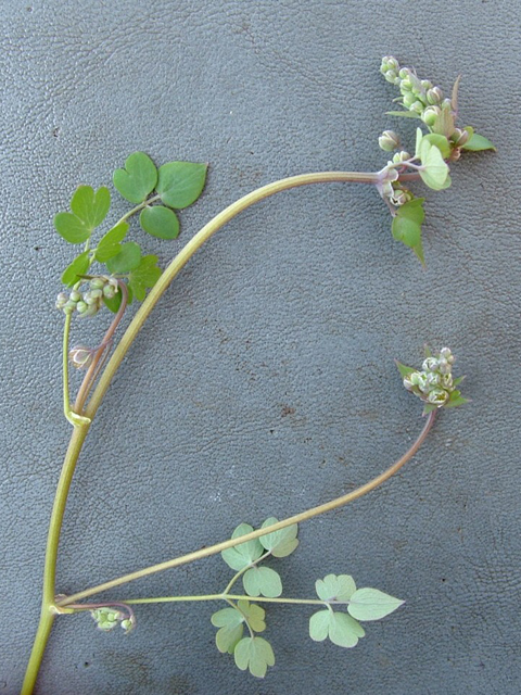 Thalictrum texanum (Houston meadow-rue) #21021