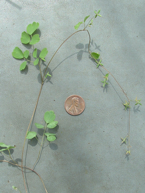 Thalictrum texanum (Houston meadow-rue) #21022