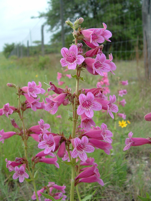 Penstemon triflorus (Hill country penstemon) #21041