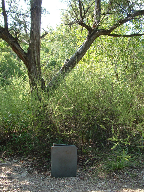 Seymeria texana (Texas blacksenna) #21044