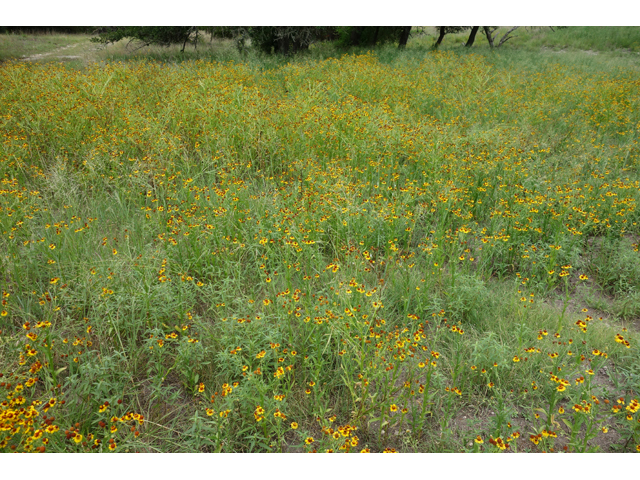 Helenium elegans (Pretty sneezeweed) #48028