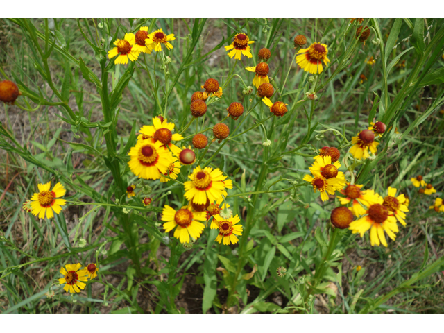 Helenium elegans (Pretty sneezeweed) #48030