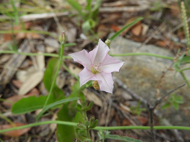 Convolvulus equitans (Texas bindweed) #60914