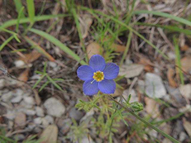 Giliastrum rigidulum (Bluebowls) #60985