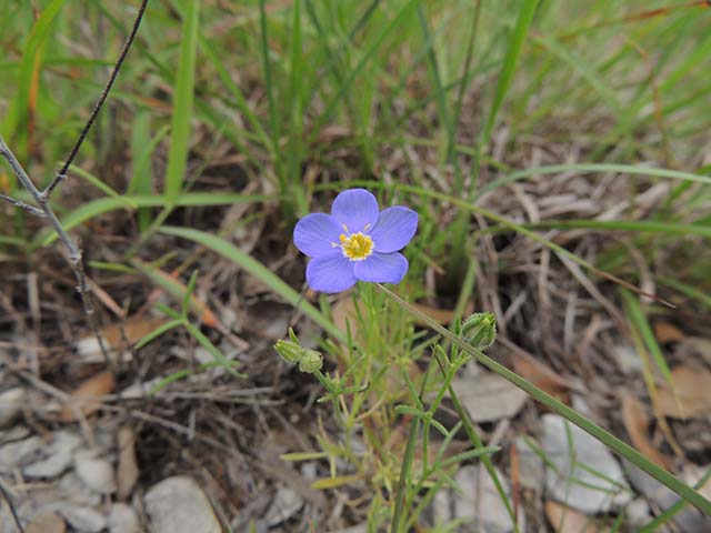 Giliastrum rigidulum (Bluebowls) #60986