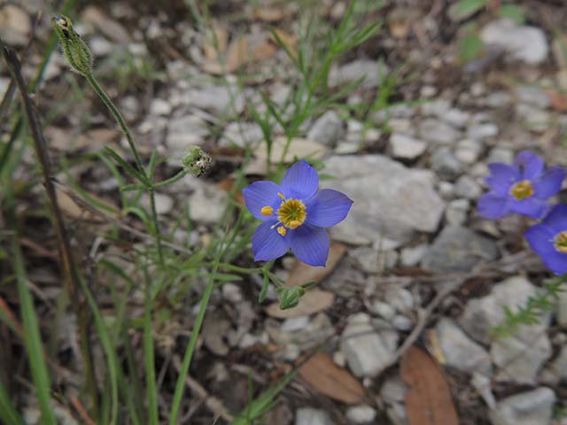 Giliastrum rigidulum (Bluebowls) #60988