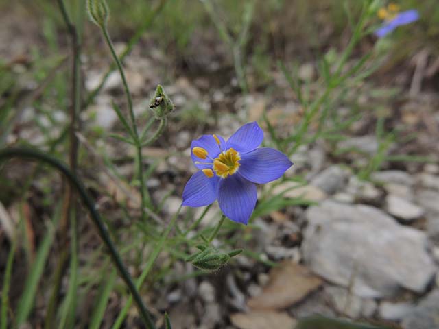 Giliastrum rigidulum (Bluebowls) #60989