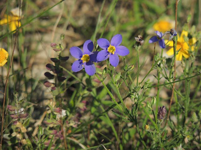 Giliastrum rigidulum (Bluebowls) #60990