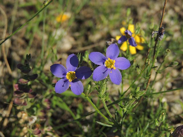 Giliastrum rigidulum (Bluebowls) #60991