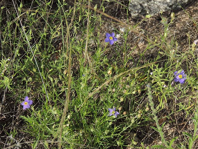 Giliastrum rigidulum (Bluebowls) #60992