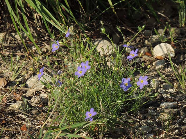 Giliastrum rigidulum (Bluebowls) #60994