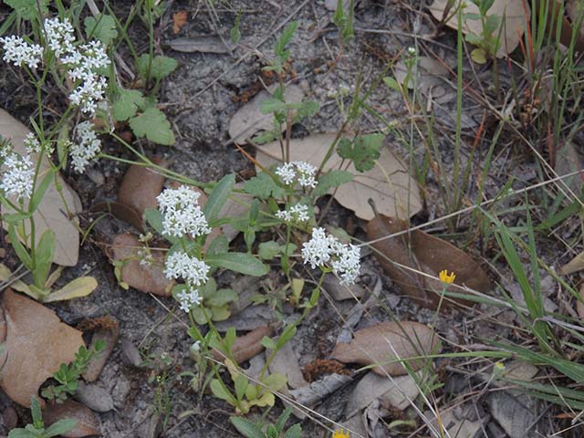 Valerianella stenocarpa (Narrowcell cornsalad) #61019