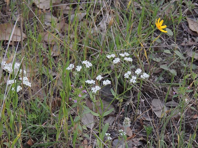 Valerianella stenocarpa (Narrowcell cornsalad) #61020