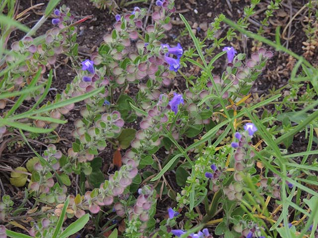 Scutellaria drummondii var. drummondii (Drummond's skullcap) #61036