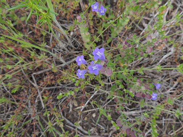 Scutellaria drummondii var. drummondii (Drummond's skullcap) #61039