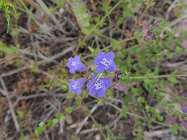 Scutellaria drummondii var. drummondii (Drummond's skullcap) #61040