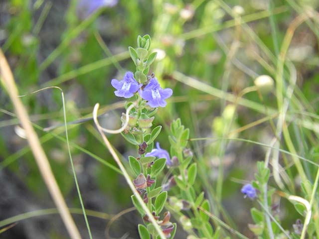 Scutellaria drummondii var. drummondii (Drummond's skullcap) #61041