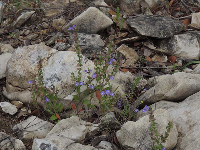 Scutellaria drummondii (Drummond's skullcap) #61043