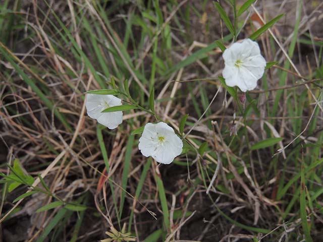 Evolvulus sericeus var. sericeus (Silver dwarf morning-glory) #61048