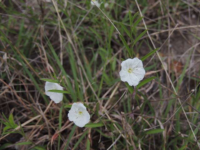 Evolvulus sericeus var. sericeus (Silver dwarf morning-glory) #61049