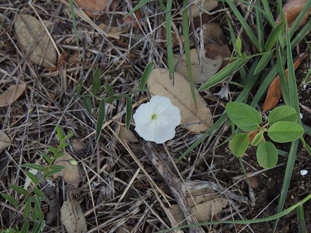 Evolvulus sericeus var. sericeus (Silver dwarf morning-glory) #61050