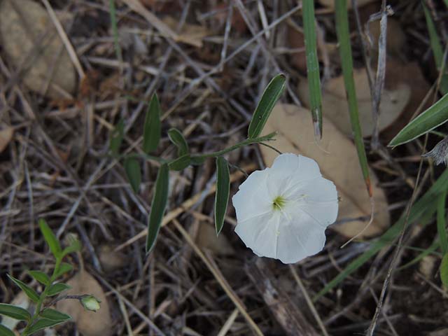 Evolvulus sericeus var. sericeus (Silver dwarf morning-glory) #61051