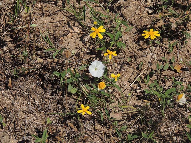 Evolvulus sericeus var. sericeus (Silver dwarf morning-glory) #61052