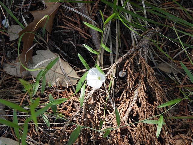 Evolvulus sericeus var. sericeus (Silver dwarf morning-glory) #61053