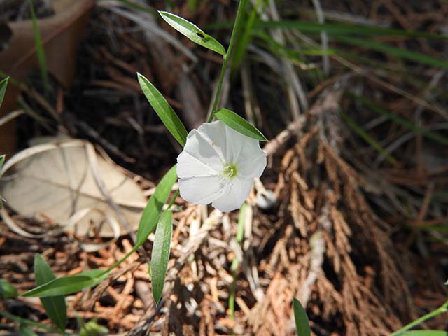 Evolvulus sericeus var. sericeus (Silver dwarf morning-glory) #61054