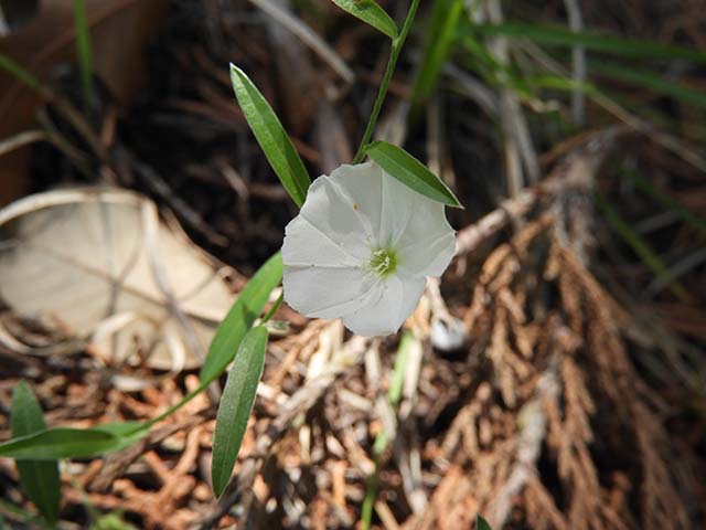 Evolvulus sericeus var. sericeus (Silver dwarf morning-glory) #61055