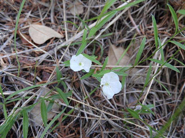 Evolvulus sericeus var. sericeus (Silver dwarf morning-glory) #61056