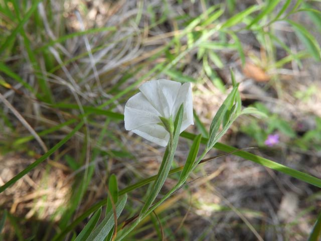 Evolvulus sericeus var. sericeus (Silver dwarf morning-glory) #61059